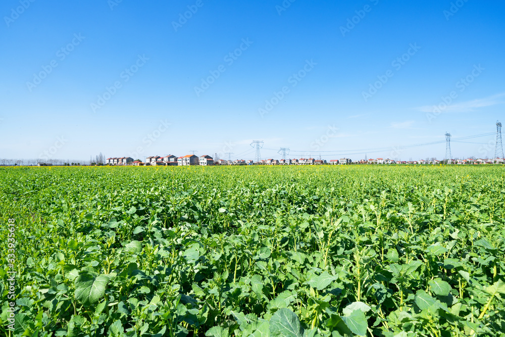 Farmland under blue sky and white clouds