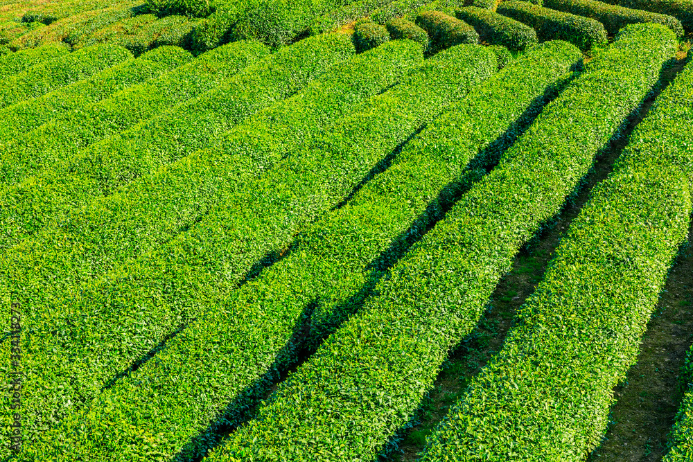 Tea plantation green nature background.