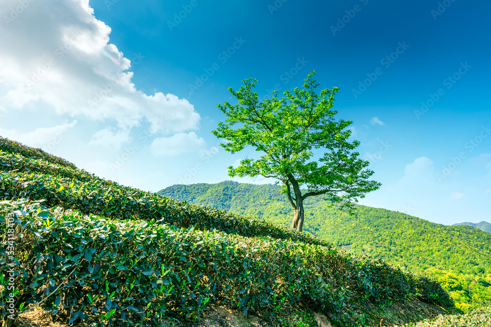 茶园里的一棵绿树，自然景观。