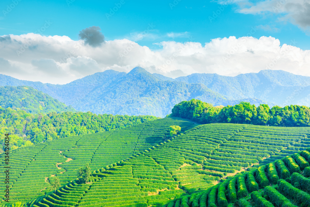 阳光明媚的茶园，绿色的自然景观。