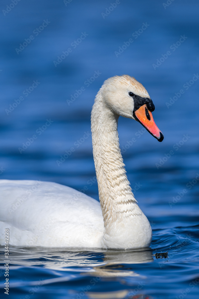 Swan on a clear deep blue river reflection