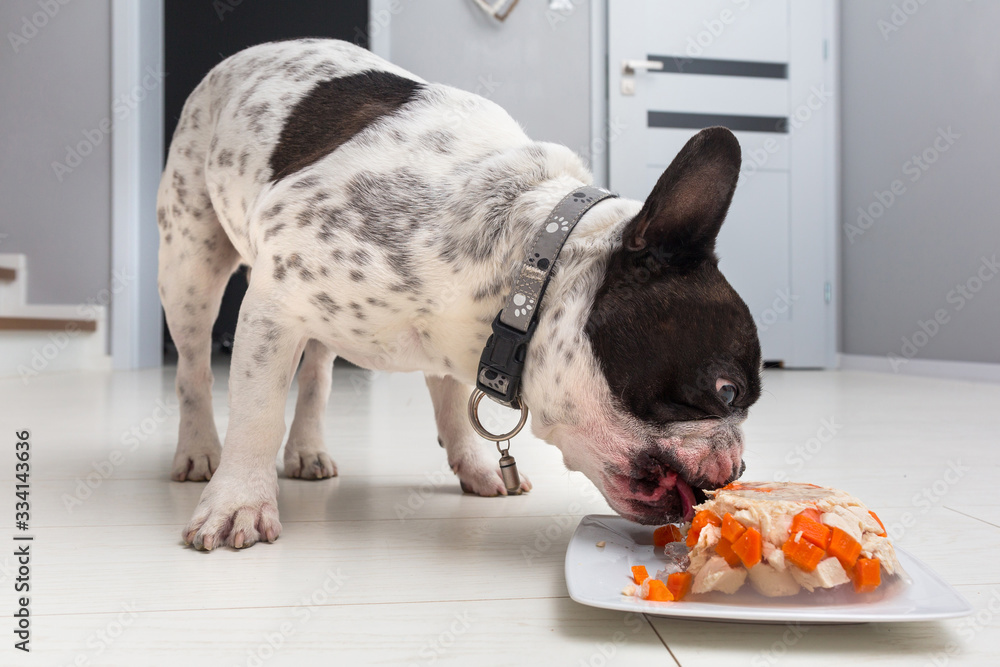 French bulldog eating meat and jelly snack from a plate