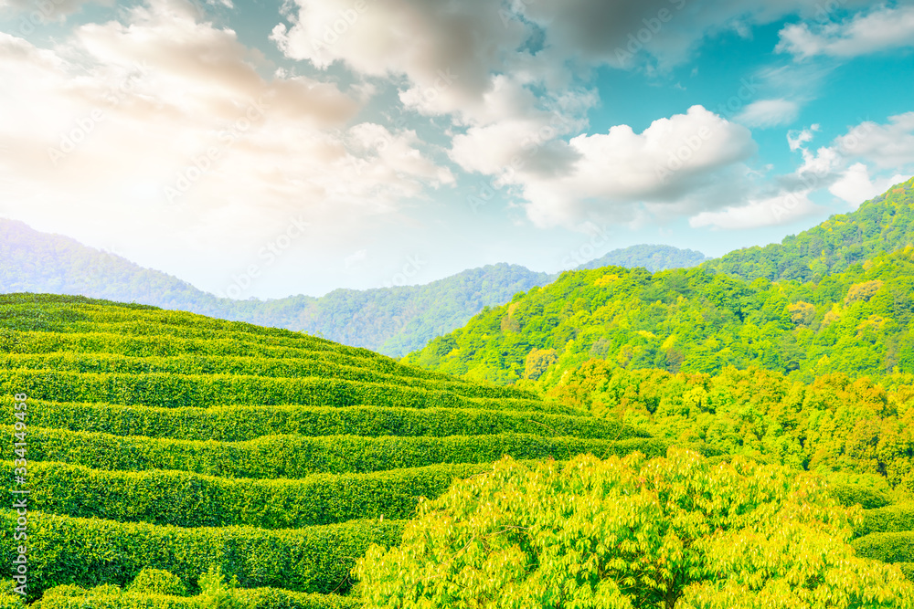 阳光明媚的茶园，绿色的自然景观。