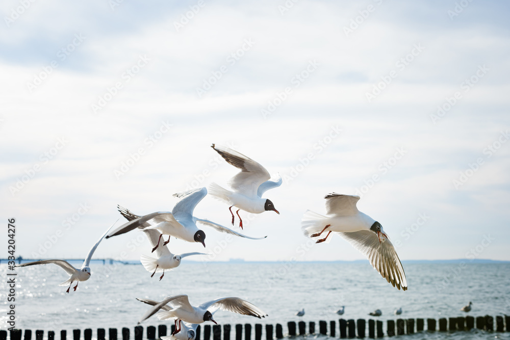 Seagulls fighting for food over the seaside.