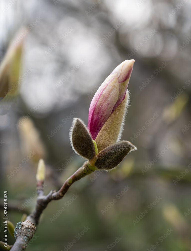 Pink flowers of Magnolia sulange