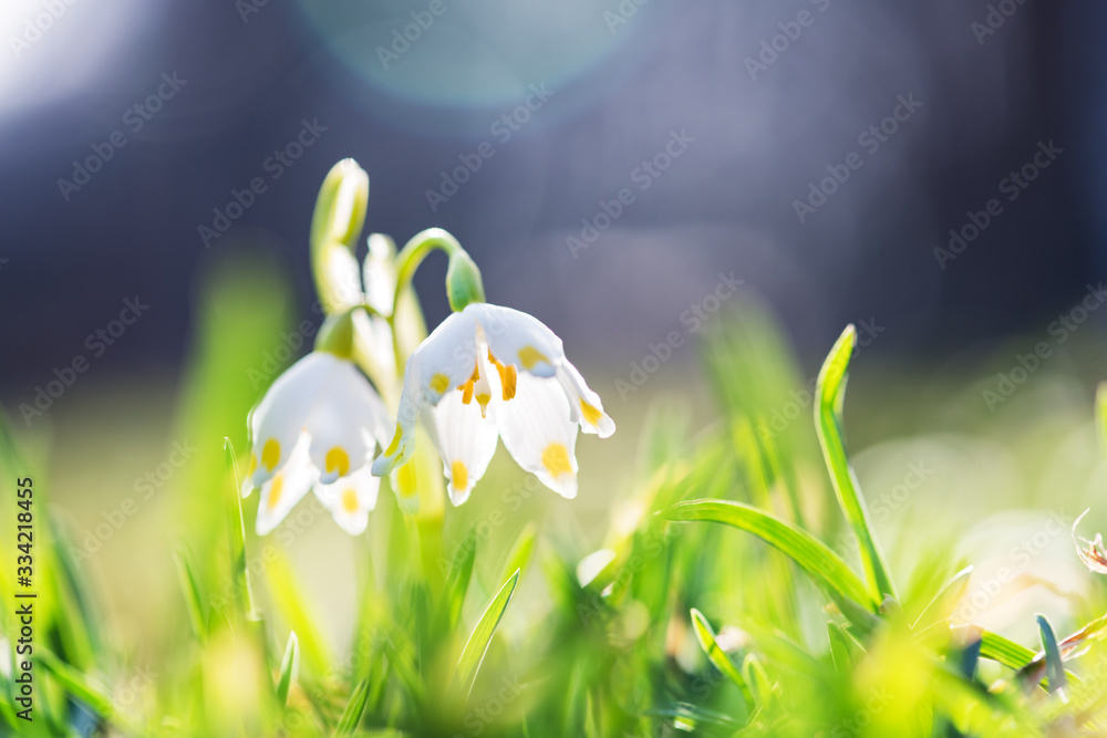 Snowdrop flowers on spring meadow forest closeup. Macro nature photography