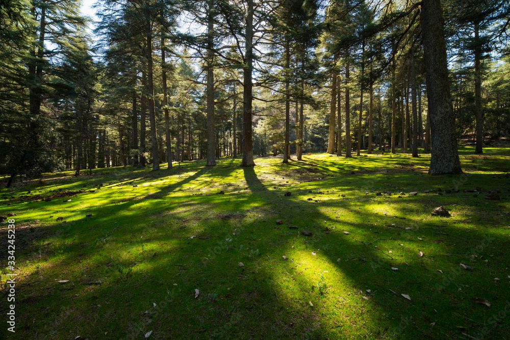 Azrou cedar forest in morocco