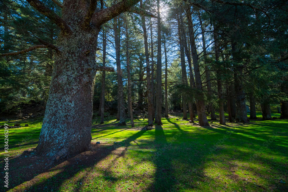 Azrou cedar forest in morocco