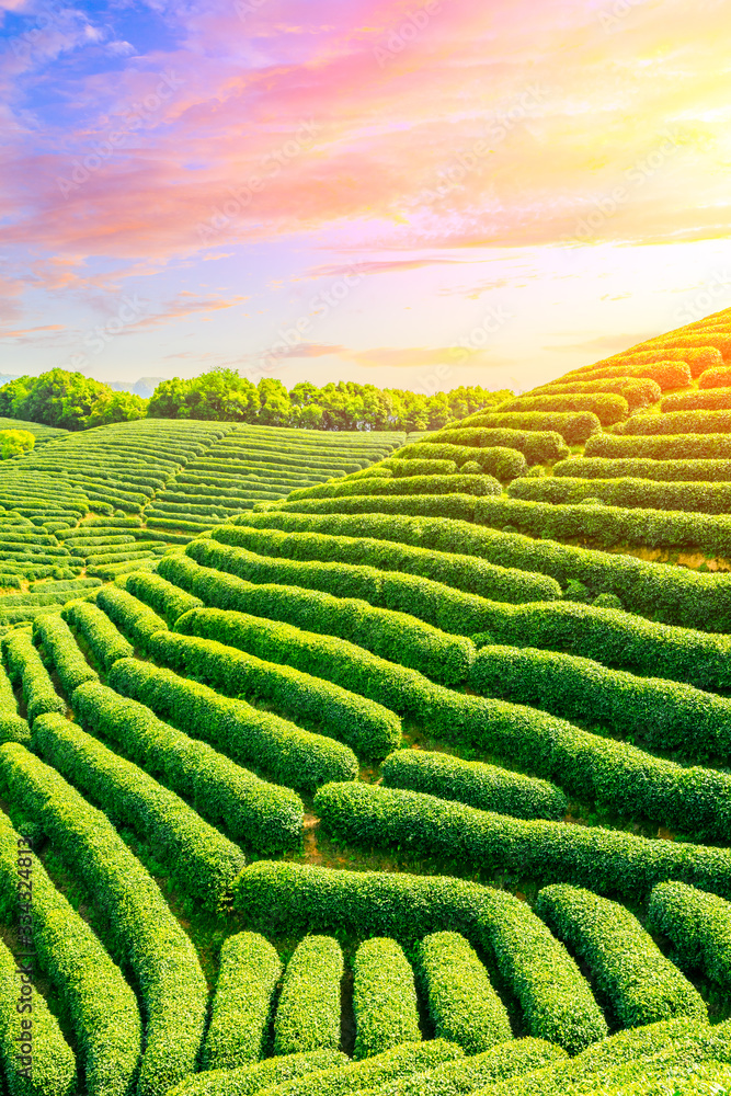 Green tea plantation at sunset time,nature background.