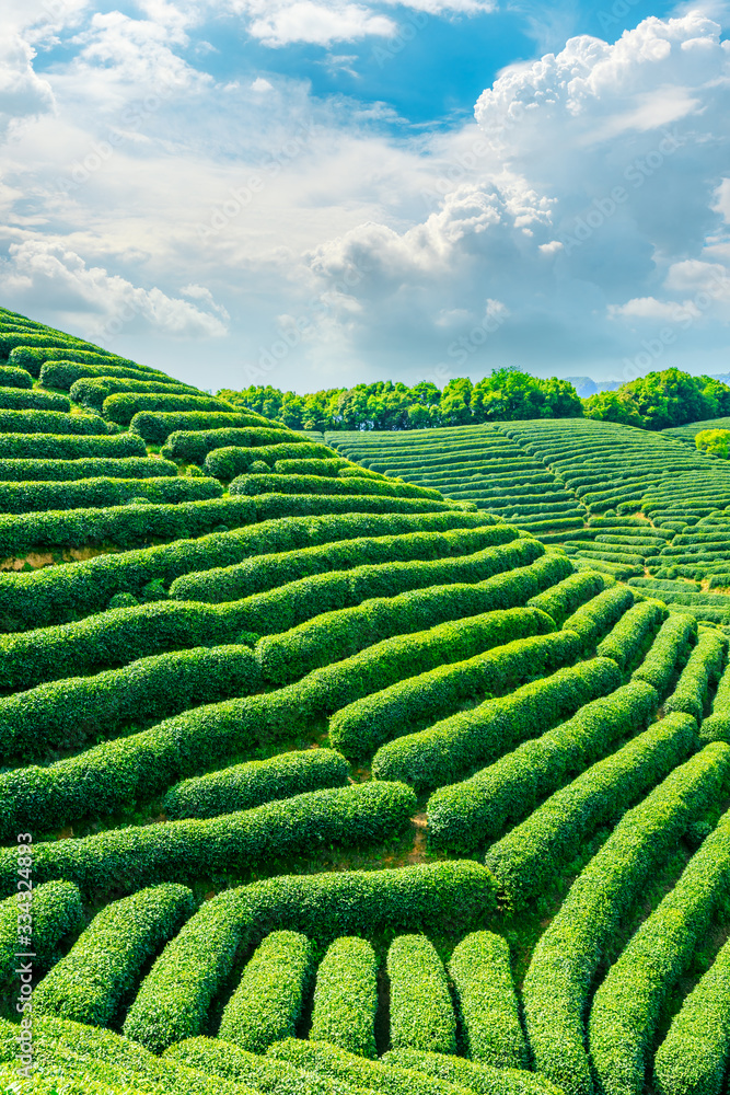 阳光明媚的茶园，绿色的自然景观。