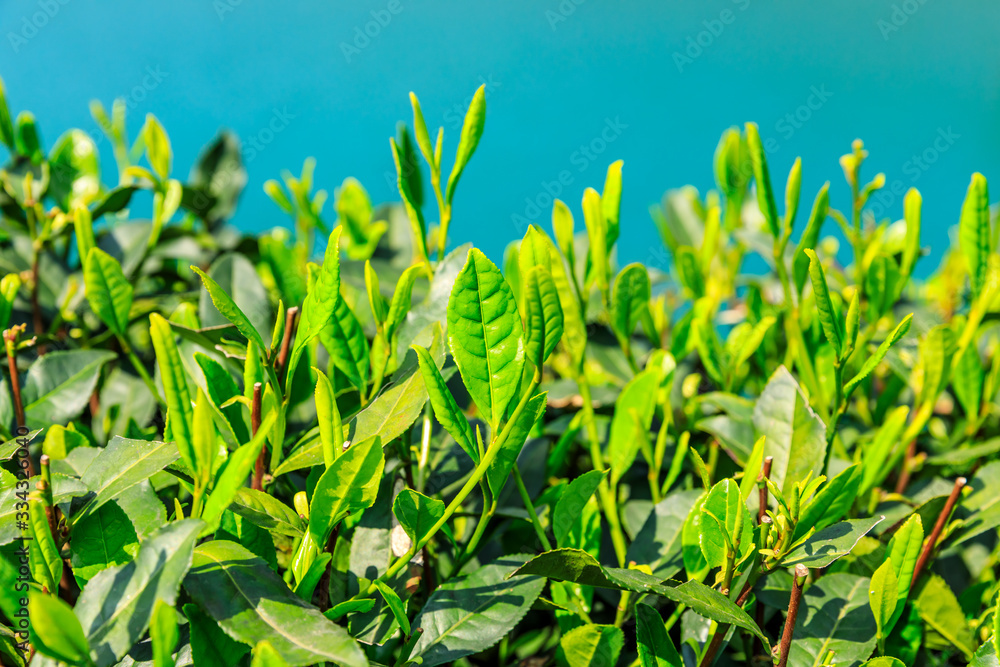 茶园里的绿茶叶子近景。