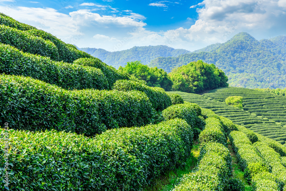 Tea plantation on sunny day,green nature landscape.