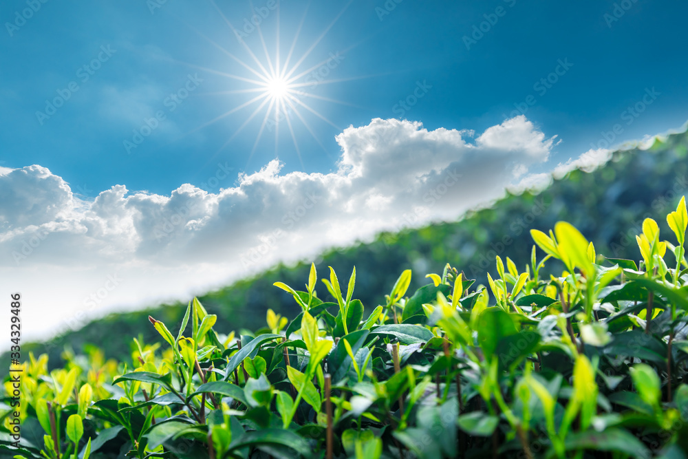 Tea plantation on sunny day,green nature landscape.