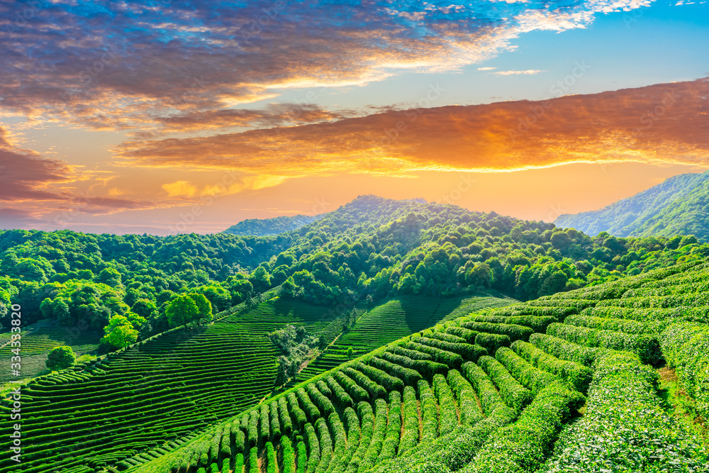 日落时分的绿茶种植园，自然背景。