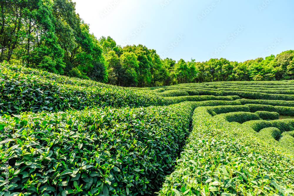 阳光明媚的茶园，绿色的自然景观。