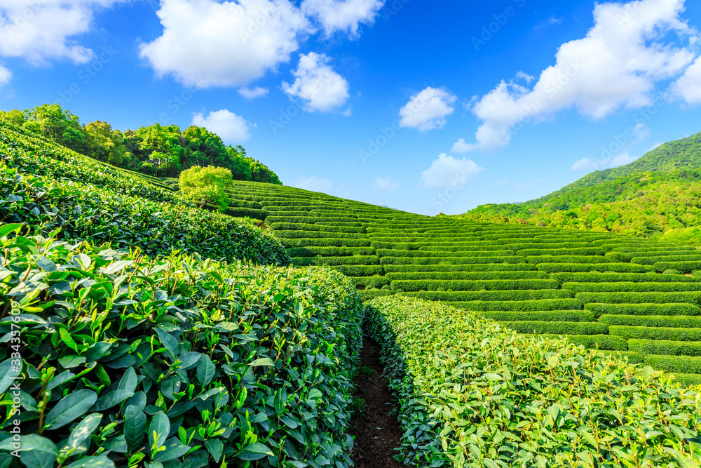 阳光明媚的茶园，绿色的自然景观。