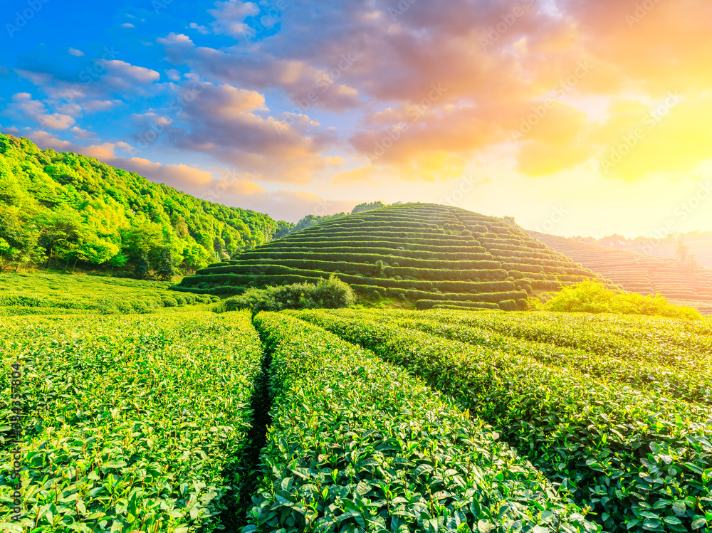 日落时分的绿茶种植园，自然背景。