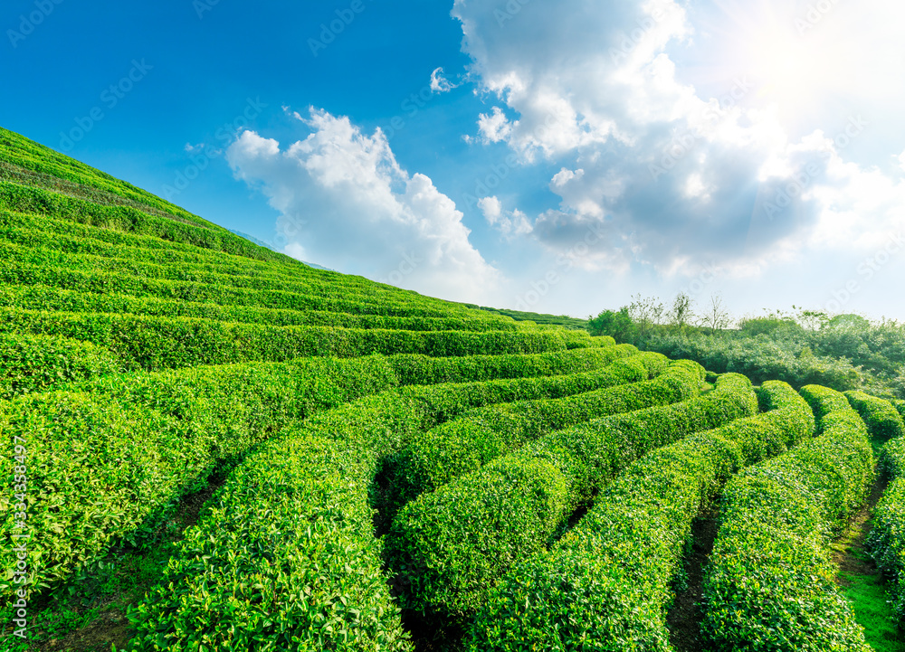 Tea plantation on sunny day,green nature landscape.