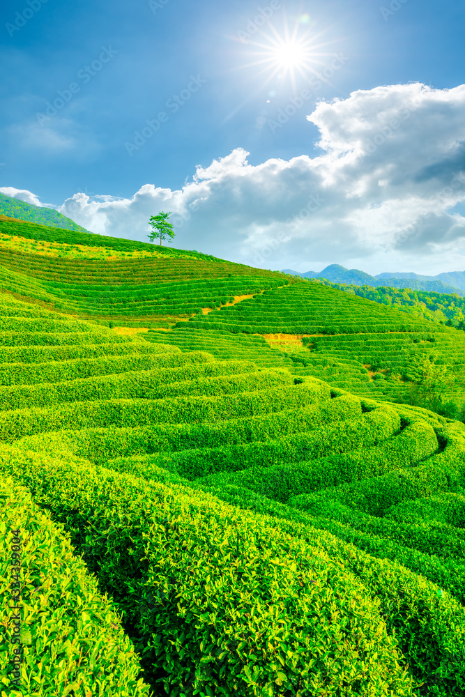 Tea plantation on sunny day,green nature landscape.