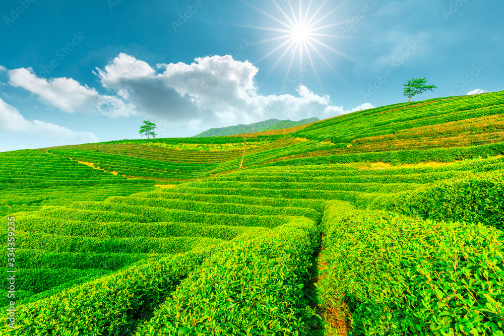 Tea plantation on sunny day,green nature landscape.