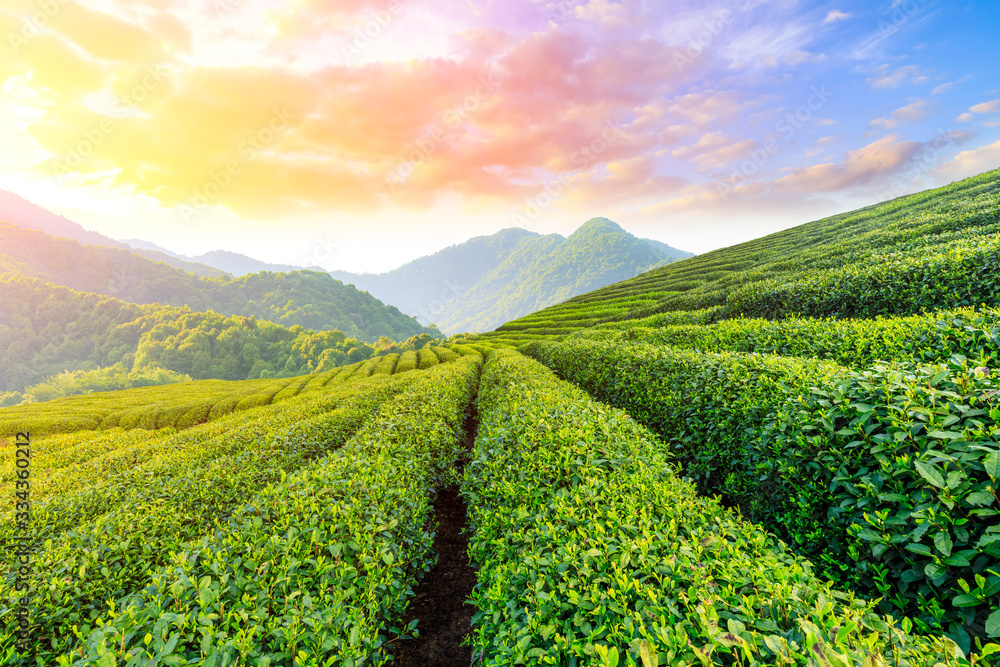 日落时分的绿茶种植园，自然背景。