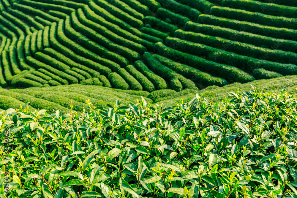 Tea plantation green nature background.