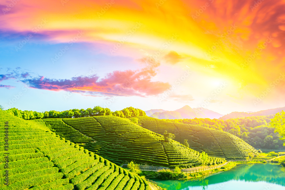 Green tea plantation at sunset time,nature background.