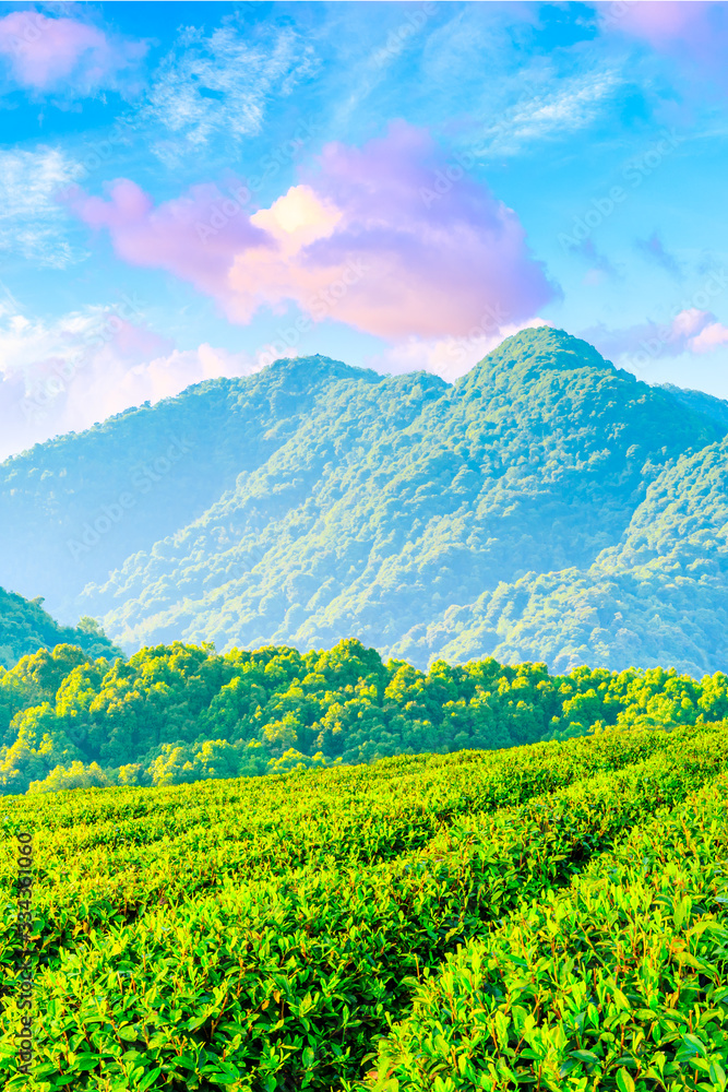 Green tea plantation at sunset time,nature background.