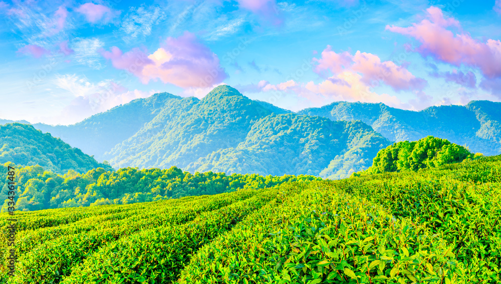 Green tea plantation at sunset time,nature background.