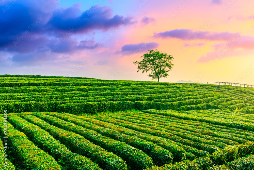 日落时分的绿茶种植园，自然背景。