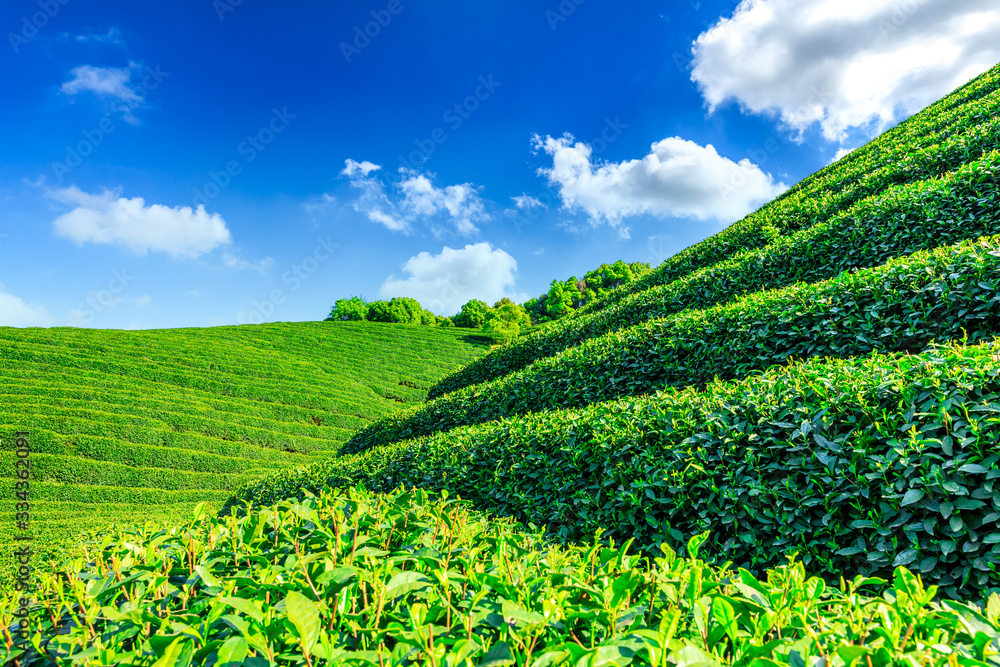 阳光明媚的茶园，绿色的自然景观。