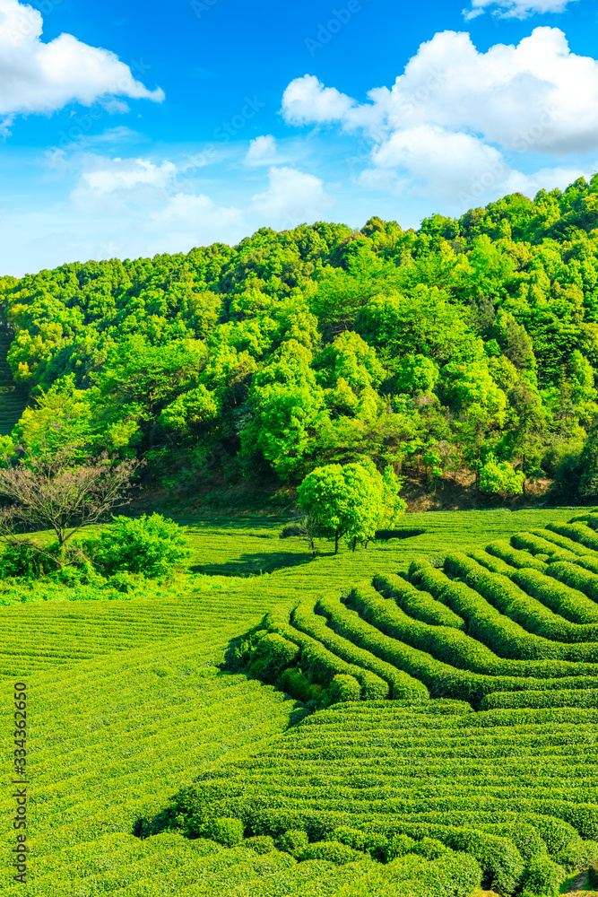 Tea plantation on sunny day,green nature landscape.