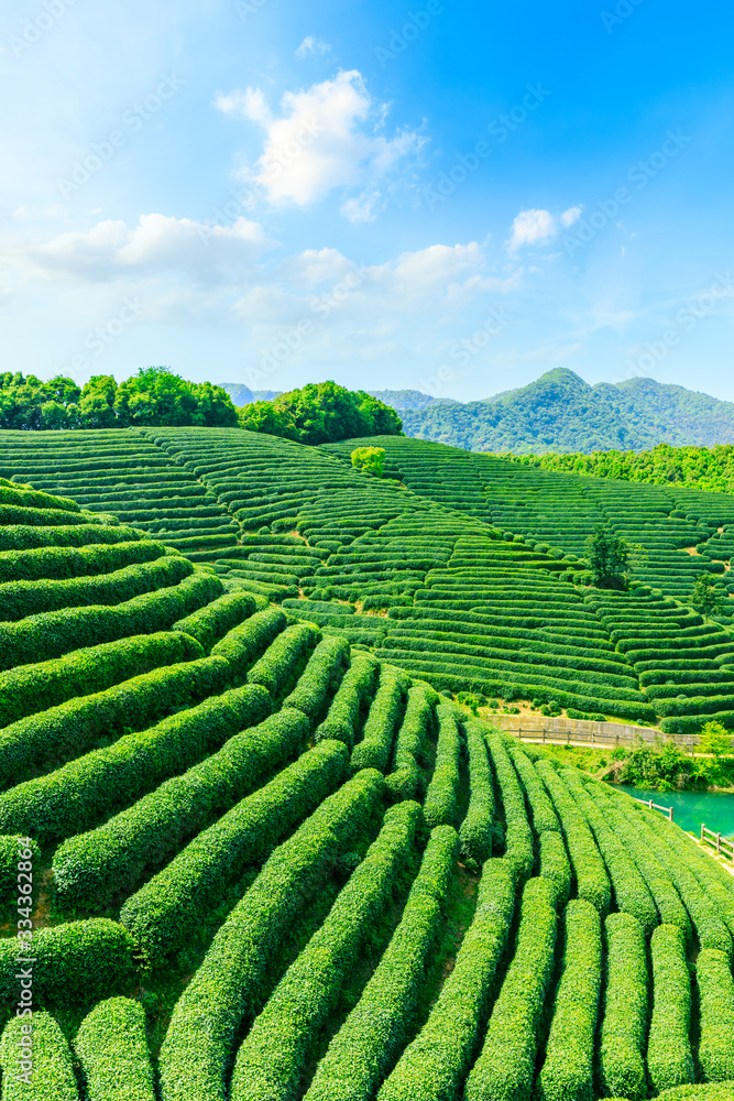 Tea plantation on sunny day,green nature landscape.