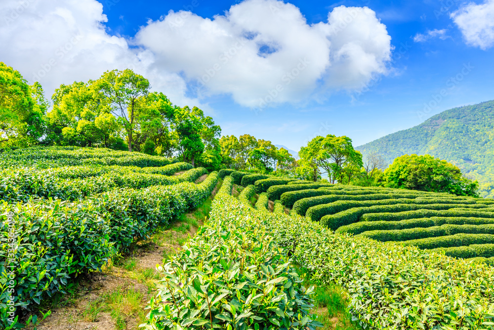 阳光明媚的茶园，绿色的自然景观。