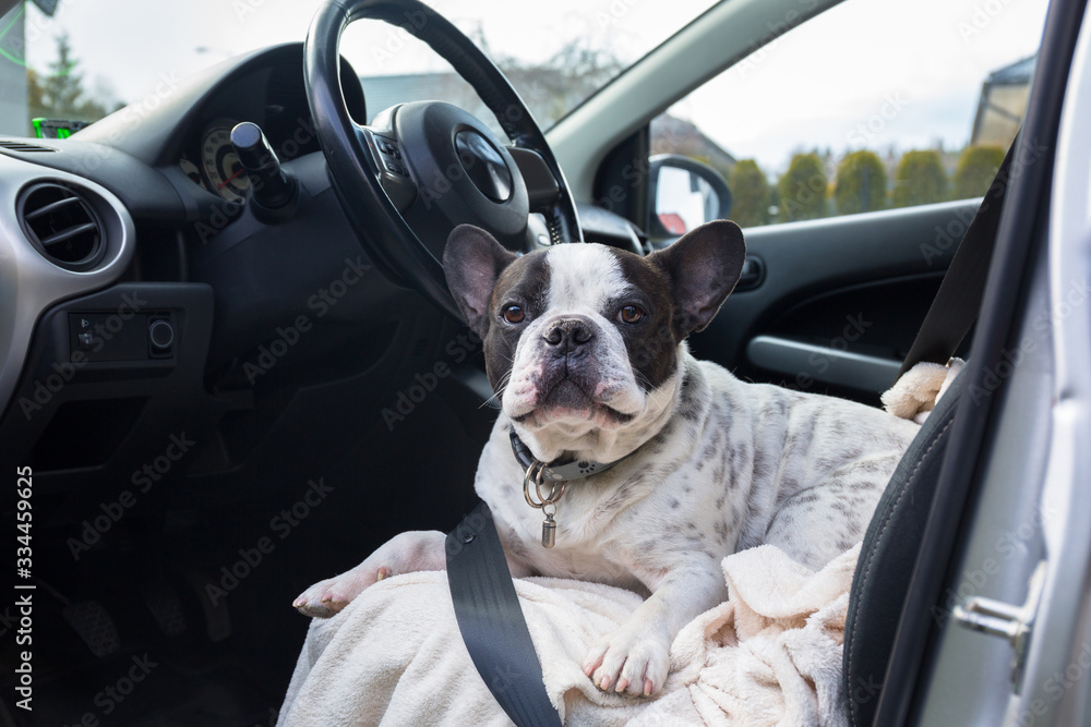 法国斗牛犬在车内等待搭车