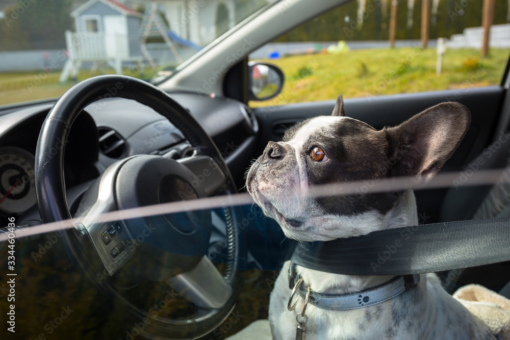 法国斗牛犬在车内等待搭车