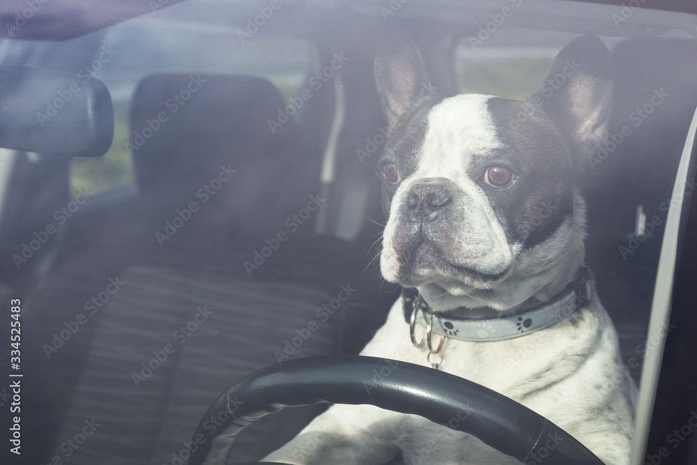 French bulldog pretends to drive a car