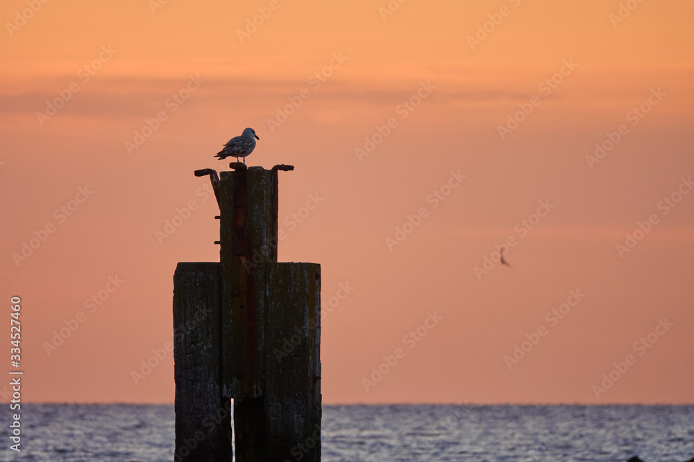 Möwe sitzt auf Pfahl vor Sonnenuntergang über der Nordsee