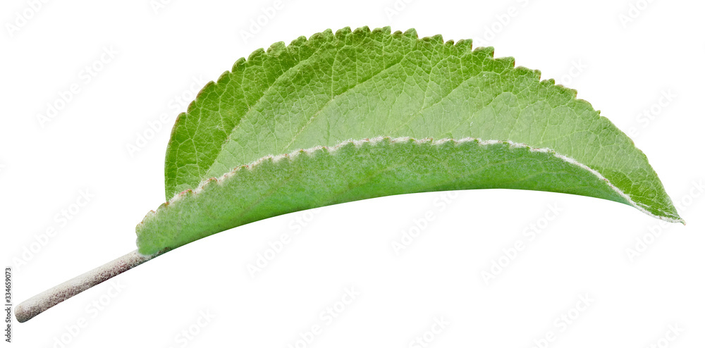 Green apple leaf isolated on white