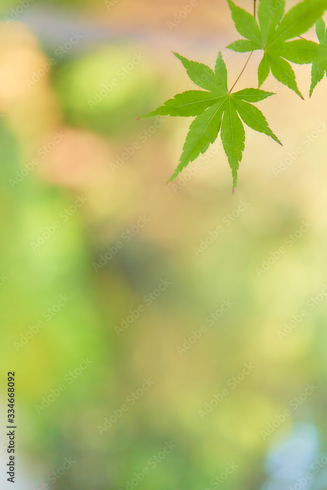 Closeup of two green maple leaves; selective focus; shallow depth of field,