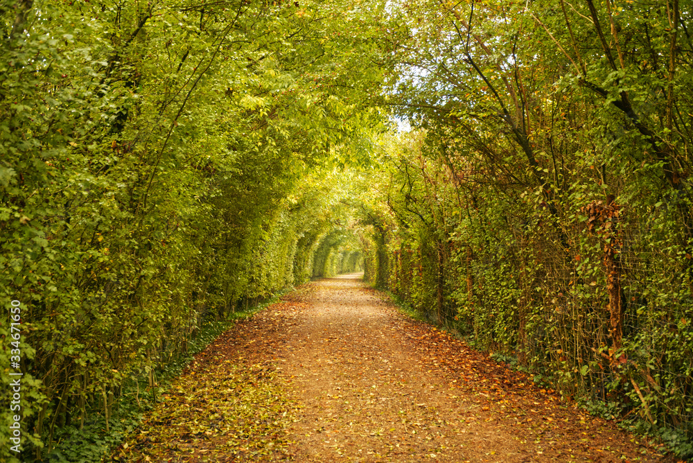 A country path through the autumnal trees with yellow fallen leaves