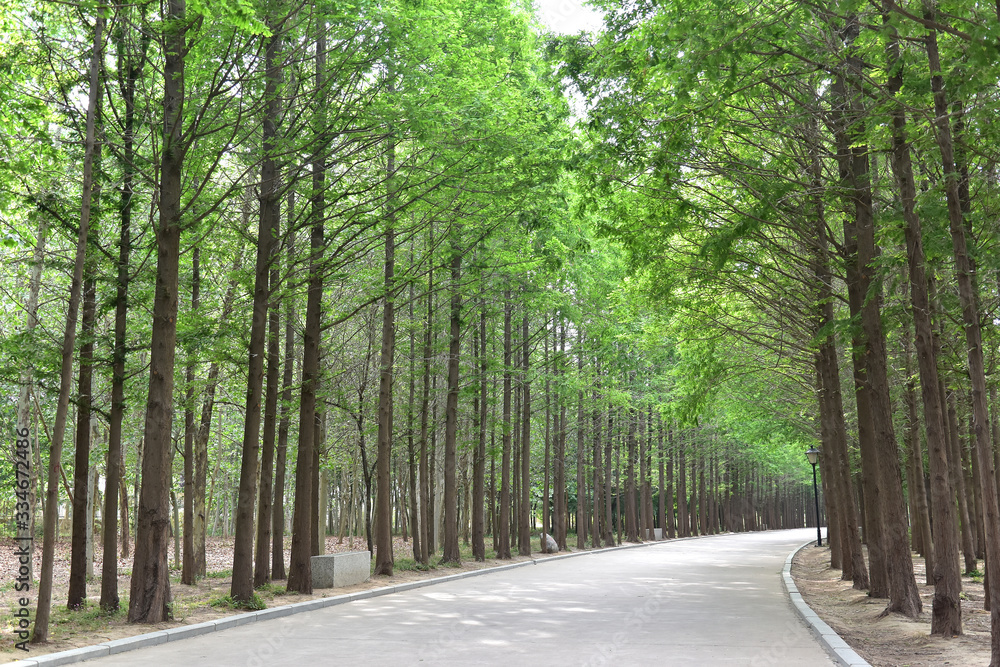 Green trees and road in a park on summer sunny day