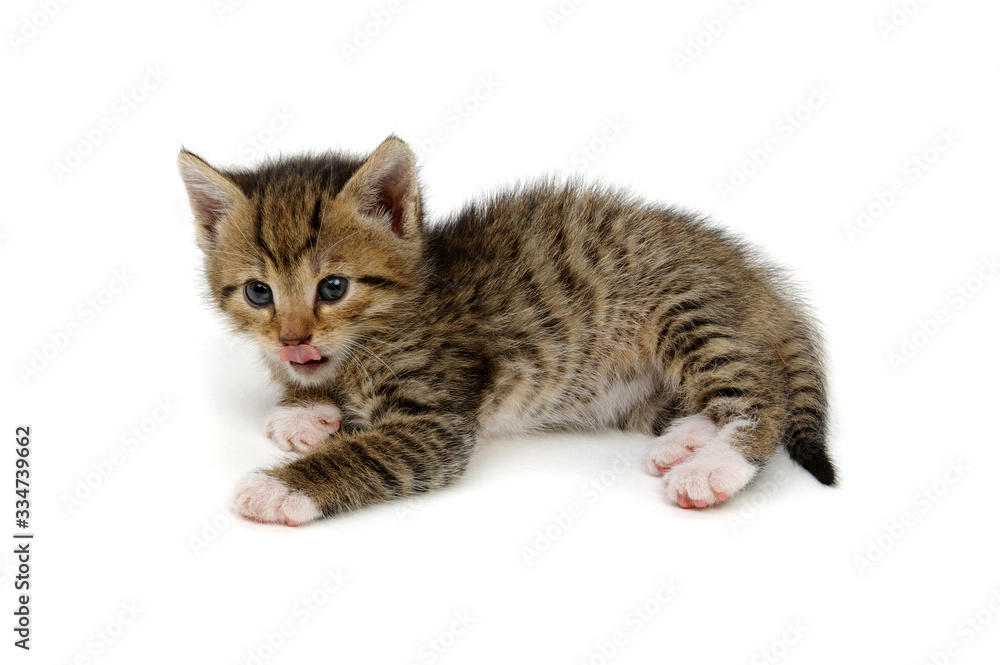 Lying kitten isolated on white