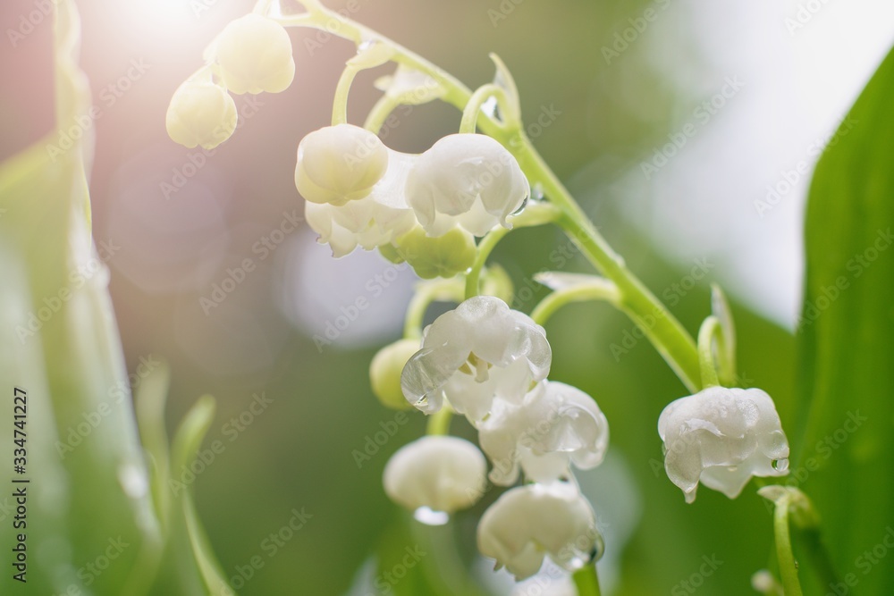 The lily of the valley, beautiful spring flowers close up