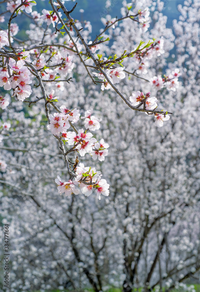 White almond tree blossoms during springtime, selective focus, vertical shot