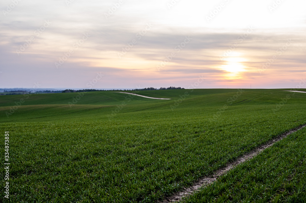 Young green wheat seedlings growing on a field. Agricultural field on which grow immature young cere