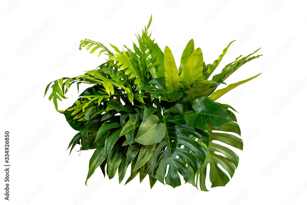 Green leaves of tropical plants bush (Monstera, palm, rubber plant, pine, bird’s nest fern) floral a