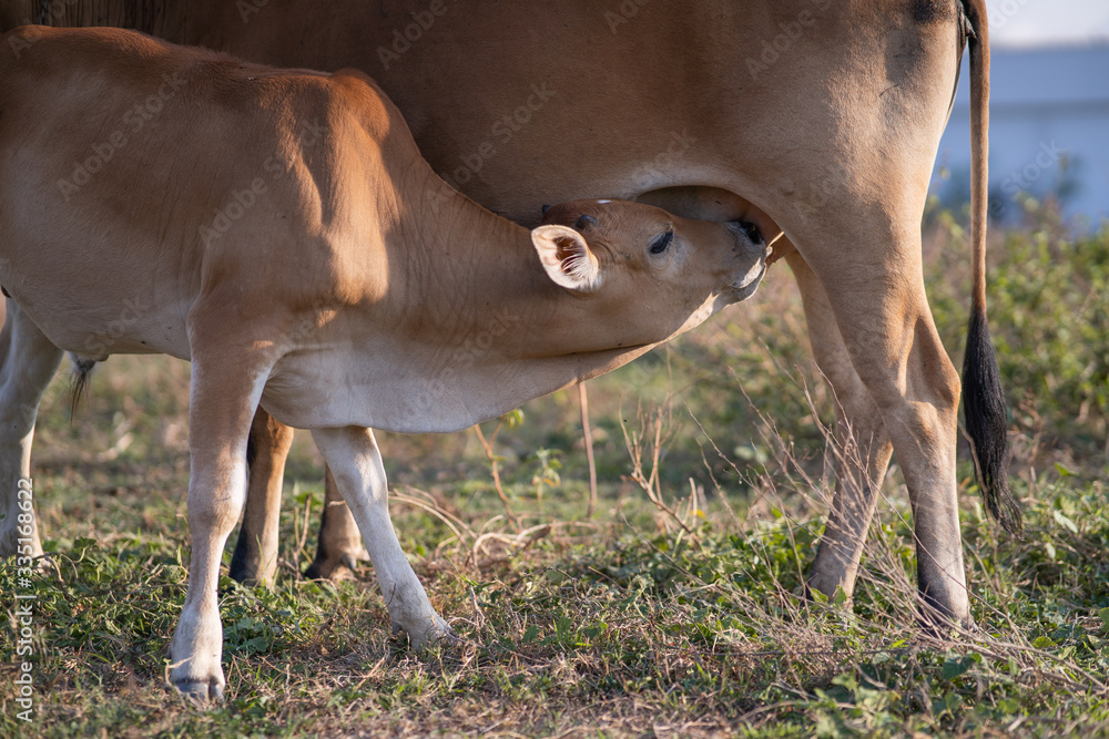 Close up mother cow with drinking calf in asian pasture 