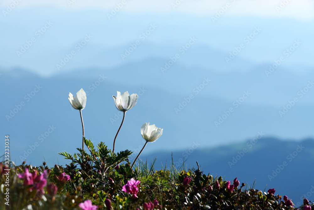 夏日山脉上神奇的白花，令人惊叹的景观。自然背景