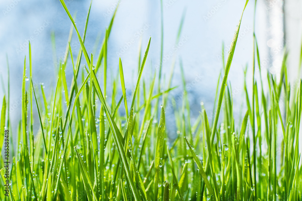 green bright grass with small droplets of water. spring greens with blue sky. water macro